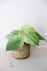 Monstera white